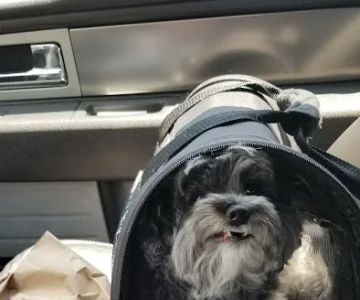 Weatherly Animal Hospital