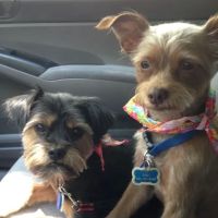 Bluff Park Animal Clinic ico