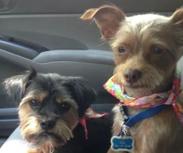 Bluff Park Animal Clinic
