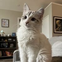 easyvet Veterinarian Liberty Park ico