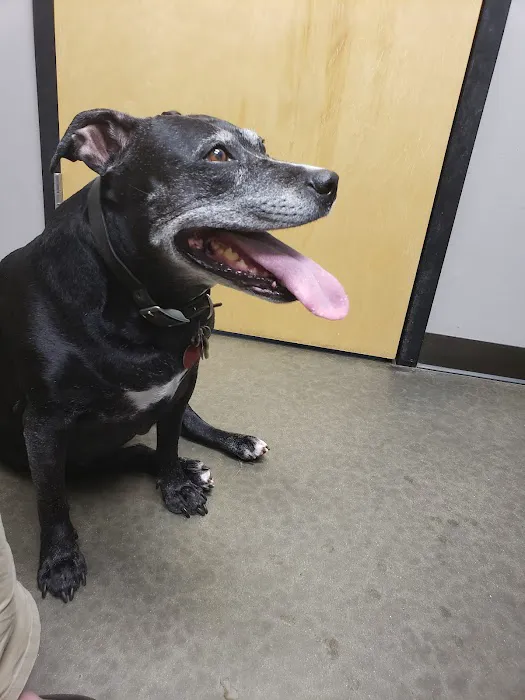 Lake Crest Animal Clinic 3
