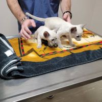 South Shades Crest Animal Clinic ico
