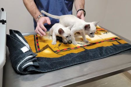 South Shades Crest Animal Clinic