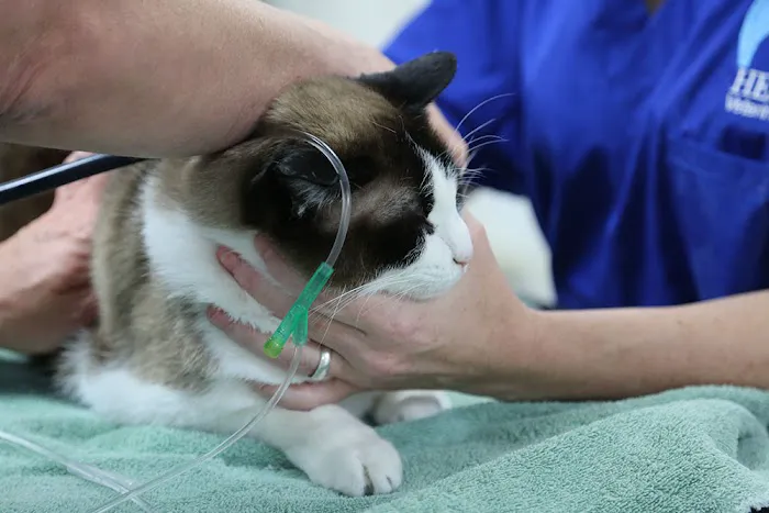 Helena Veterinary Clinic 8
