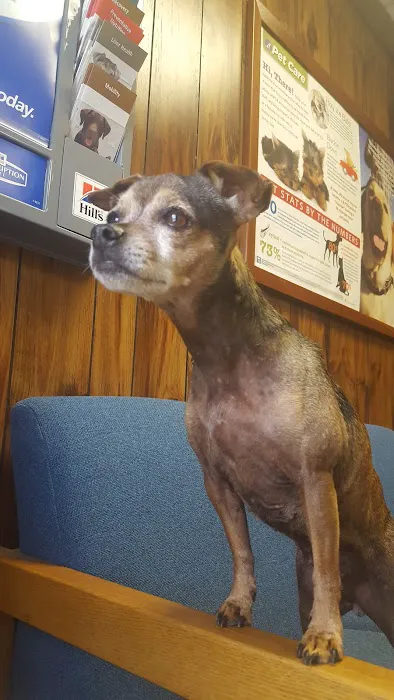 Alabaster Animal Clinic 3