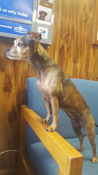 Alabaster Animal Clinic 1