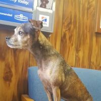 Alabaster Animal Clinic ico