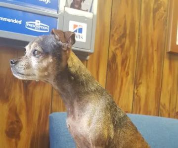 Alabaster Animal Clinic