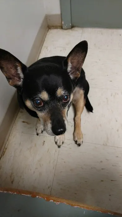 Shelby Animal Clinic 12