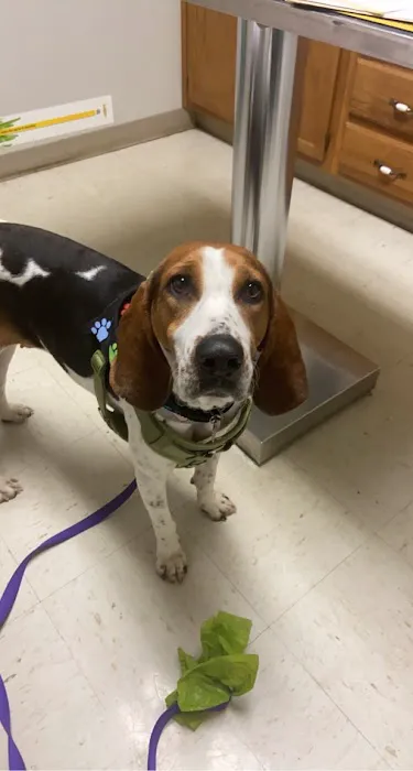 Shelby Animal Clinic 12