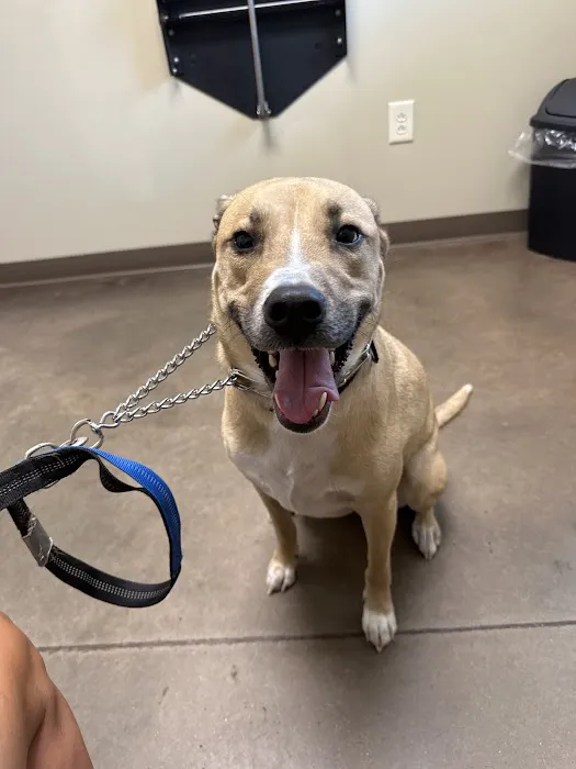 Ross Bridge Animal Hospital 4