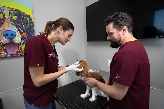 Southern Veterinary Partners 10