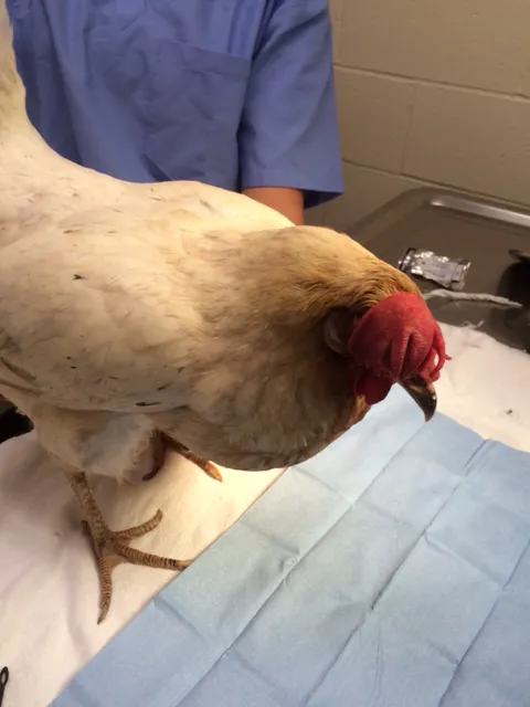 Green Springs Animal Clinic 12