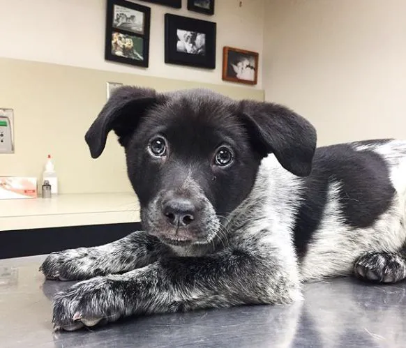 Standifer's Animal Clinic 12