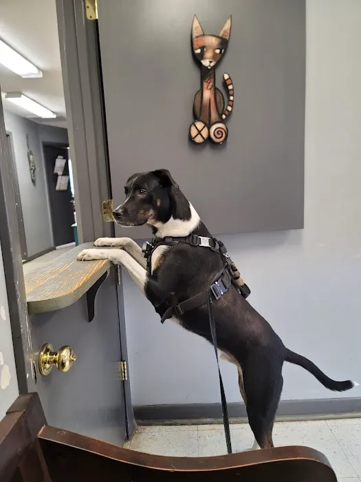 Homewood Animal Hospital 12