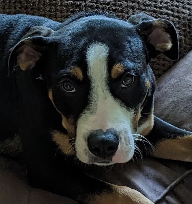 Homewood Animal Hospital 12