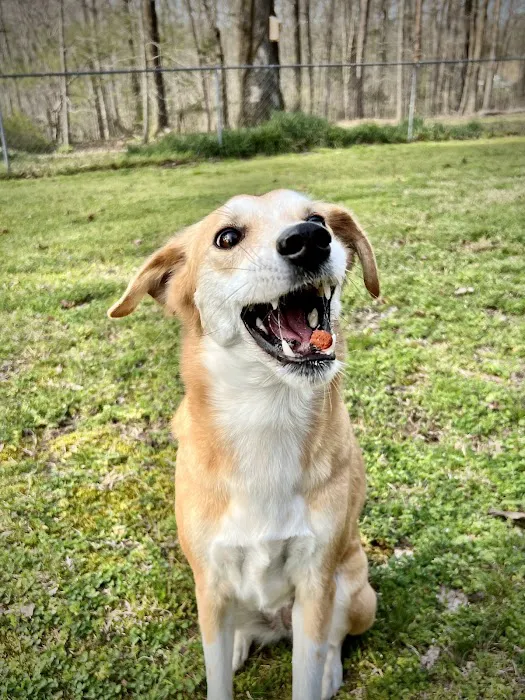 Homewood Animal Hospital 12