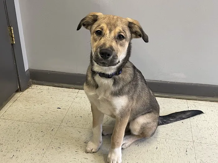 Homewood Animal Hospital 12