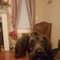 Alabama Veterinary Allergy and Dermatology Service ico