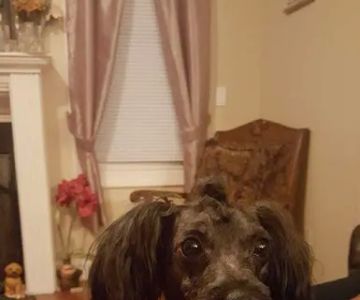 Alabama Veterinary Allergy and Dermatology Service