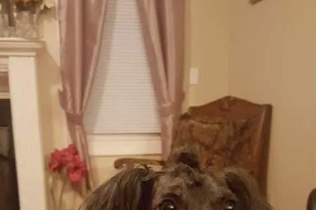 Alabama Veterinary Allergy and Dermatology Service