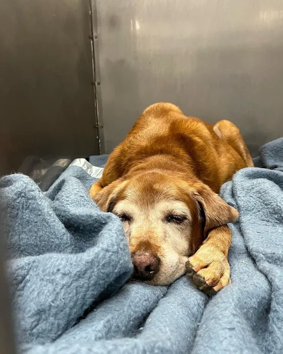 Forest Acres Animal Hospital 12