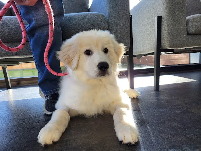 Capital Animal Hospital 2