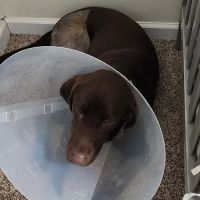 Capital Animal Hospital ico