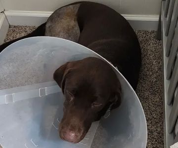 Capital Animal Hospital