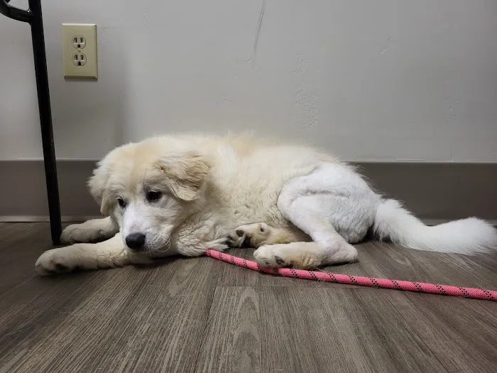 Capital Animal Hospital 4