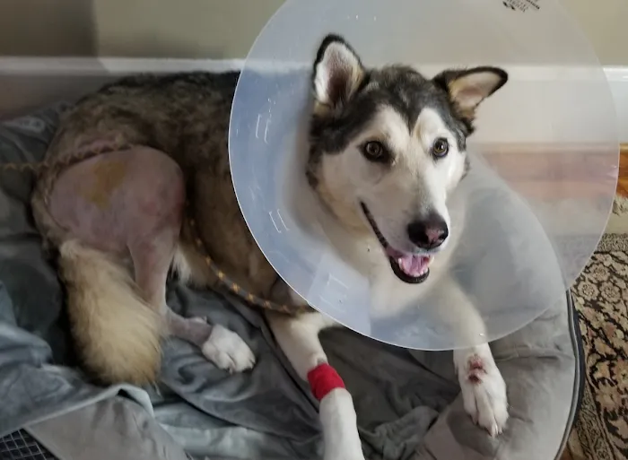 Capital Animal Hospital 6