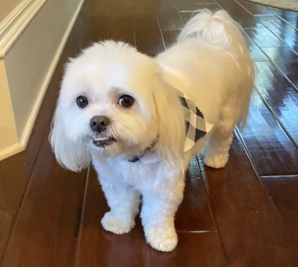 Banfield Pet Hospital 10