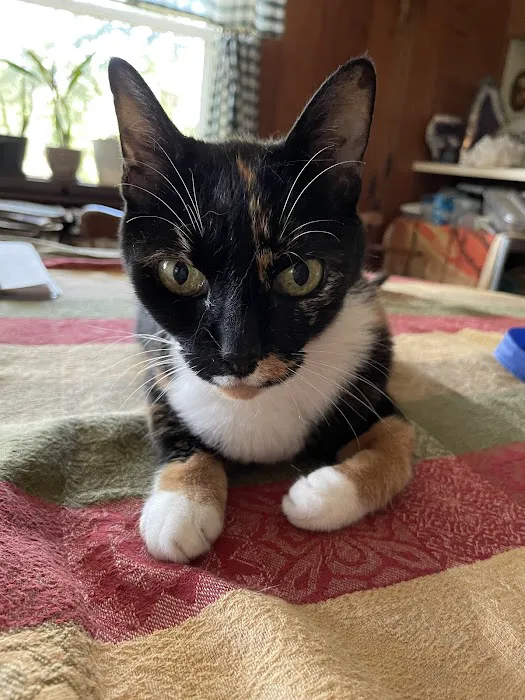 The Cat Clinic 12