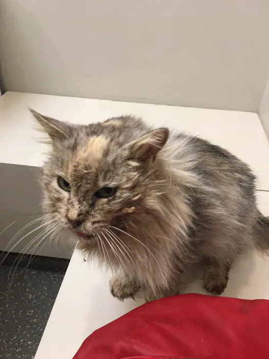 The Cat Clinic 12