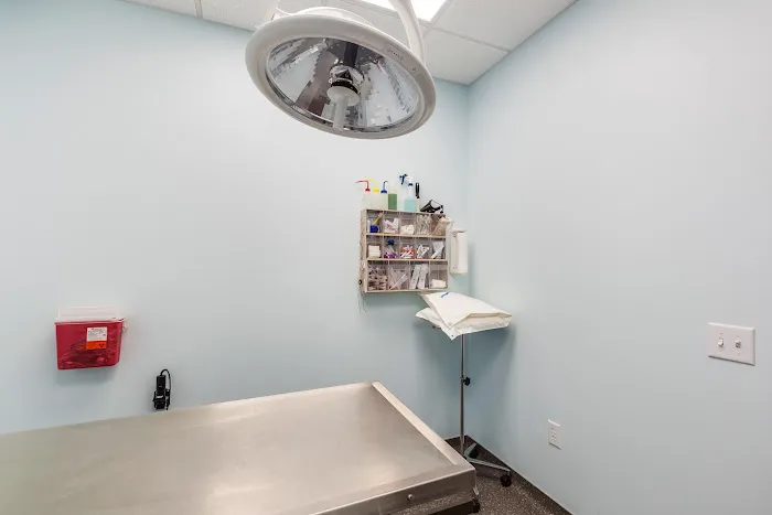 The Cat Clinic 12