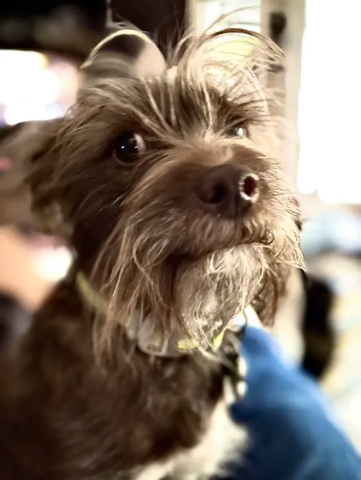 Four Paws Animal Clinic 12