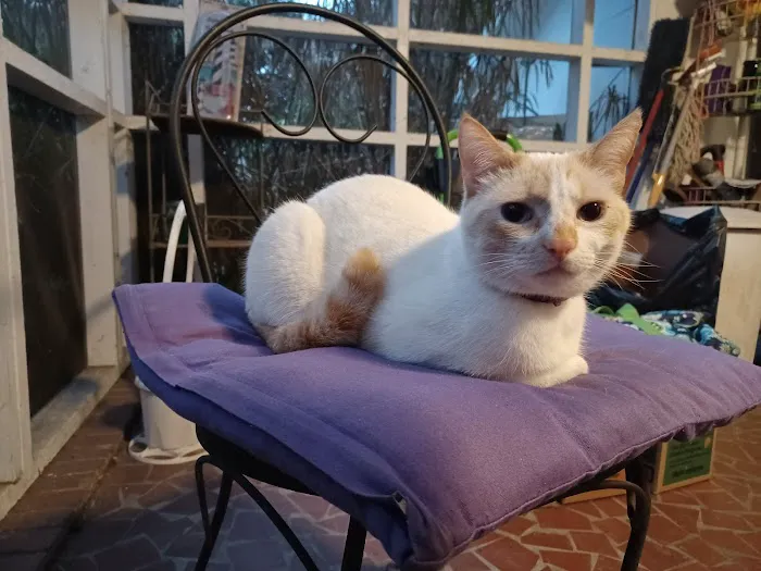 Four Paws Animal Clinic 12