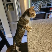 The Pet Space Veterinary Hospital ico