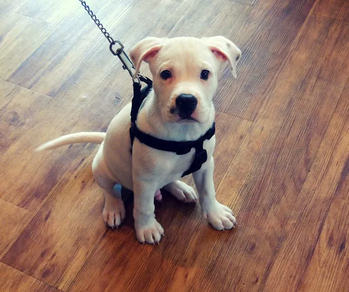 Well Pets Veterinary Clinic 8
