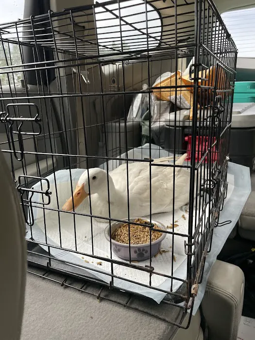 Cornerstone Animal Hospital 5