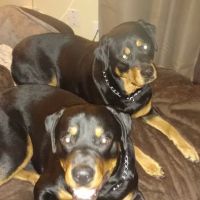 Belle Chasse Veterinary Clinic ico