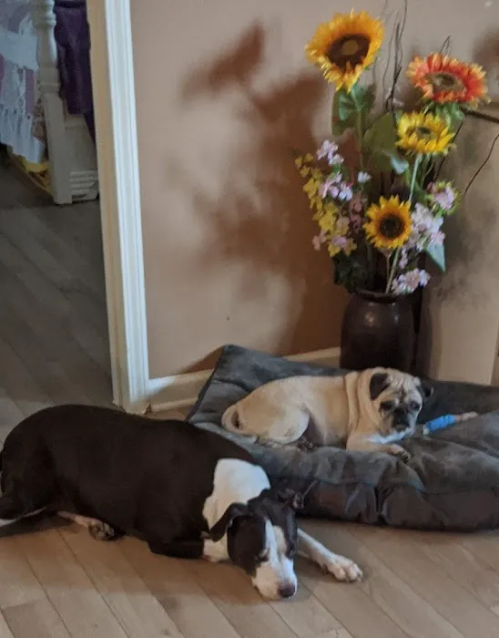 Belle Chasse Veterinary Clinic 9