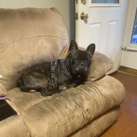 Animal Hospital of Old Metairie ico