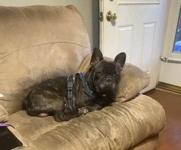 Animal Hospital of Old Metairie