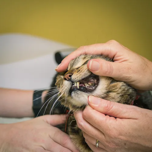 Animal Hospital of Old Metairie 2