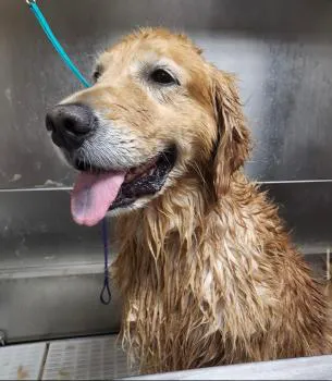 Animal Hospital of Old Metairie 7
