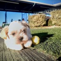 River Road Veterinary Hospital ico