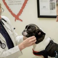 Lakeview Veterinary Hospital ico