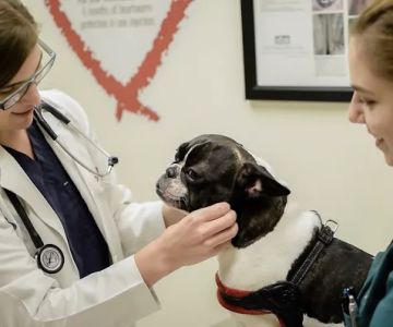 Lakeview Veterinary Hospital
