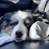 Ark Animal Hospital ico